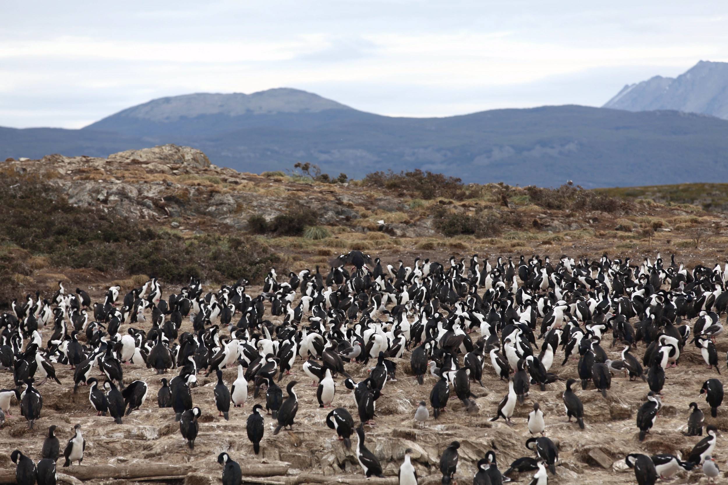 Foto Patagonia - I
                        ghiacciai
