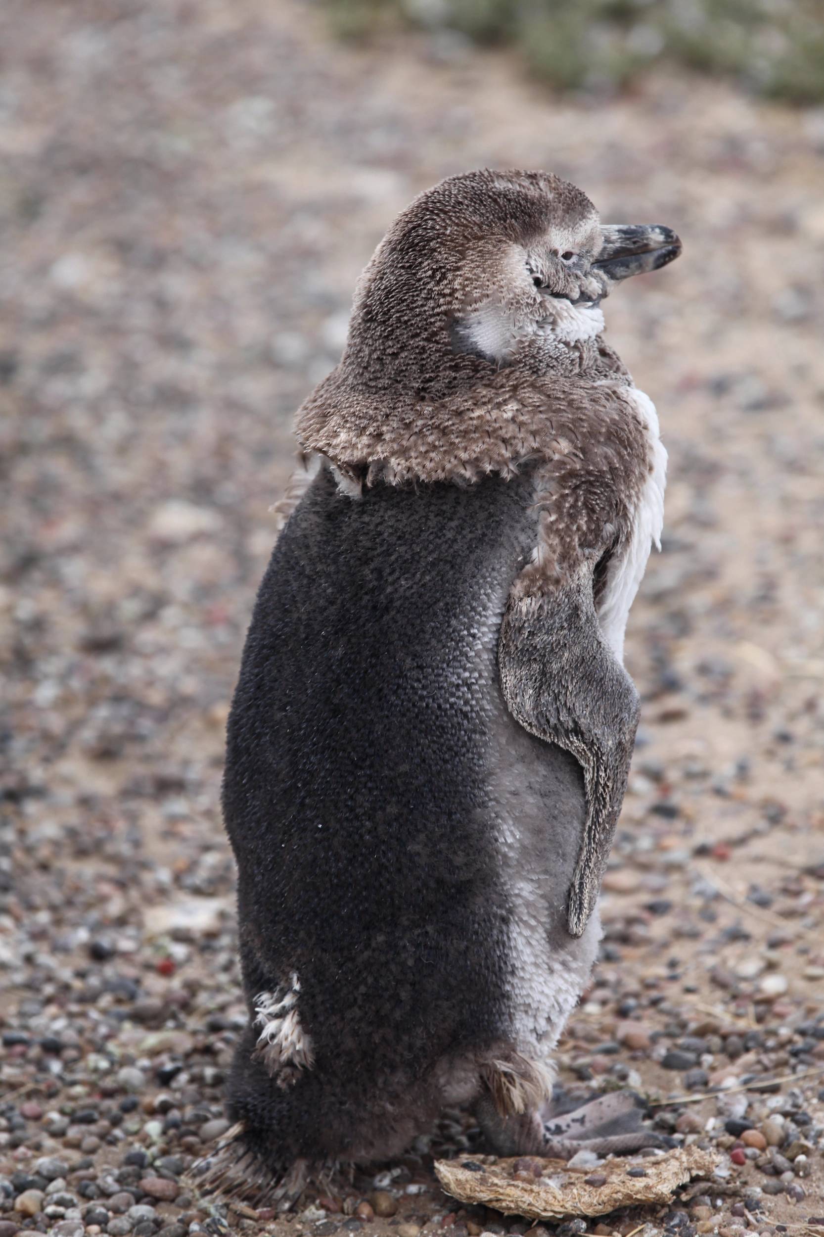 Foto Patagonia - Penisola
                        Valdes