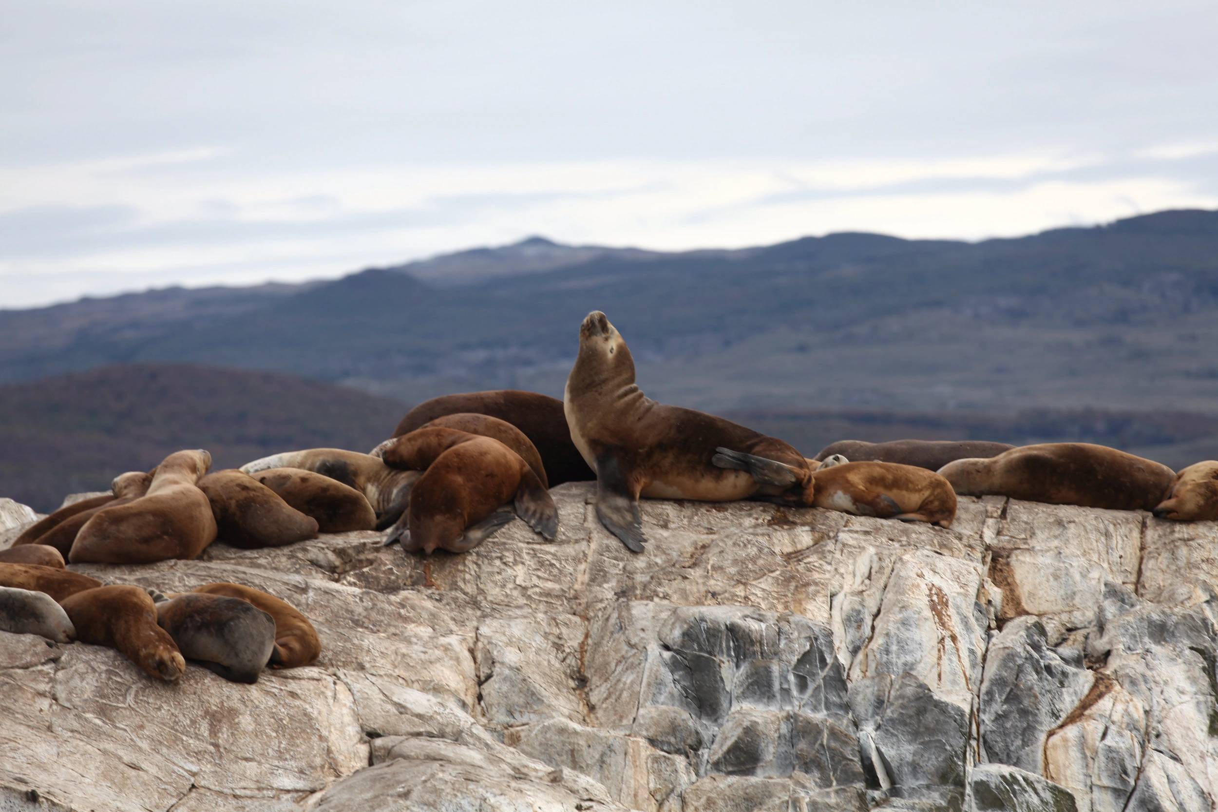 Foto Patagonia - I
                        ghiacciai