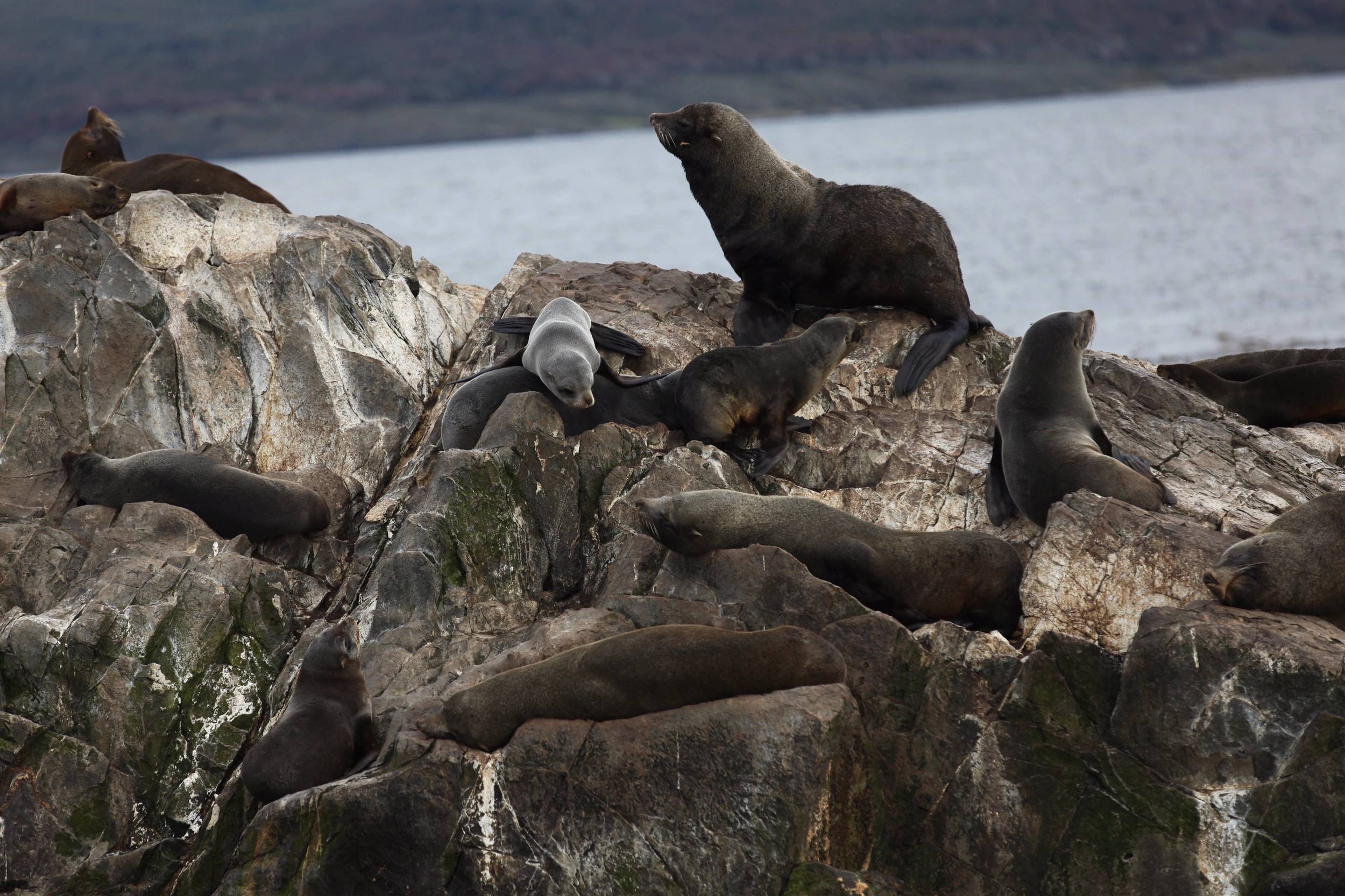 Foto Patagonia - I
                        ghiacciai