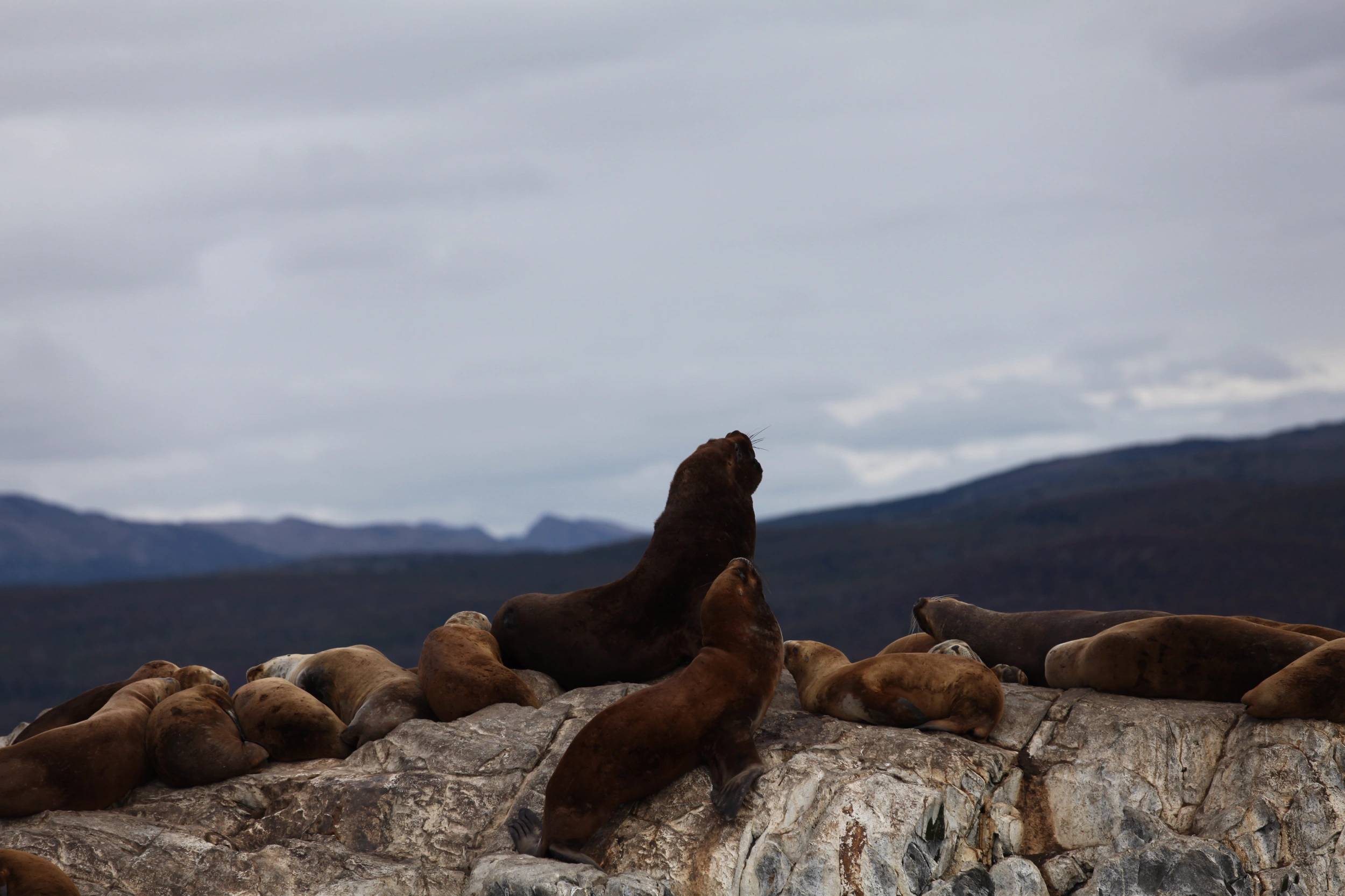 Foto Patagonia - I
                        ghiacciai