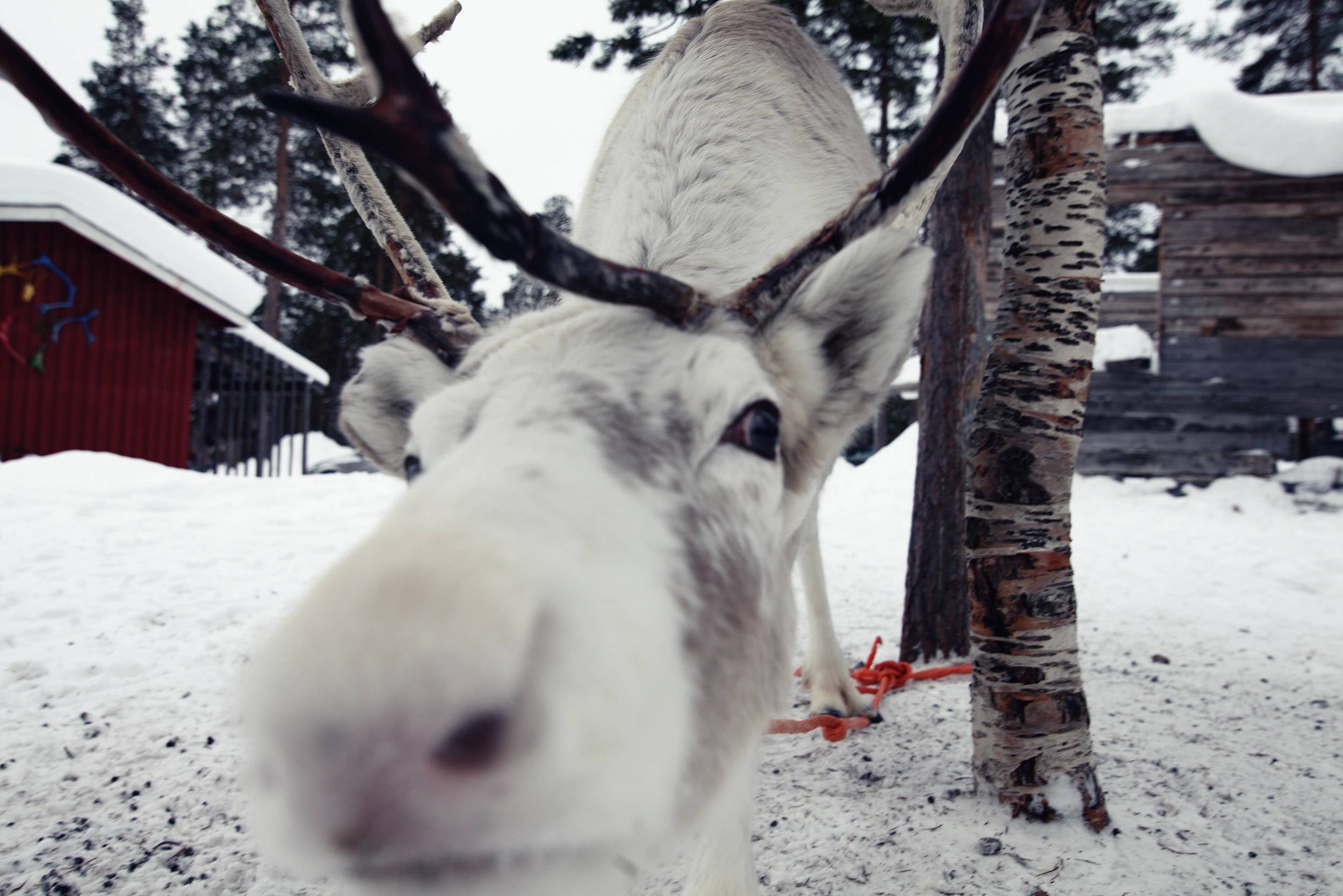 Foto Helsinki e la lapponia
                        finlandese