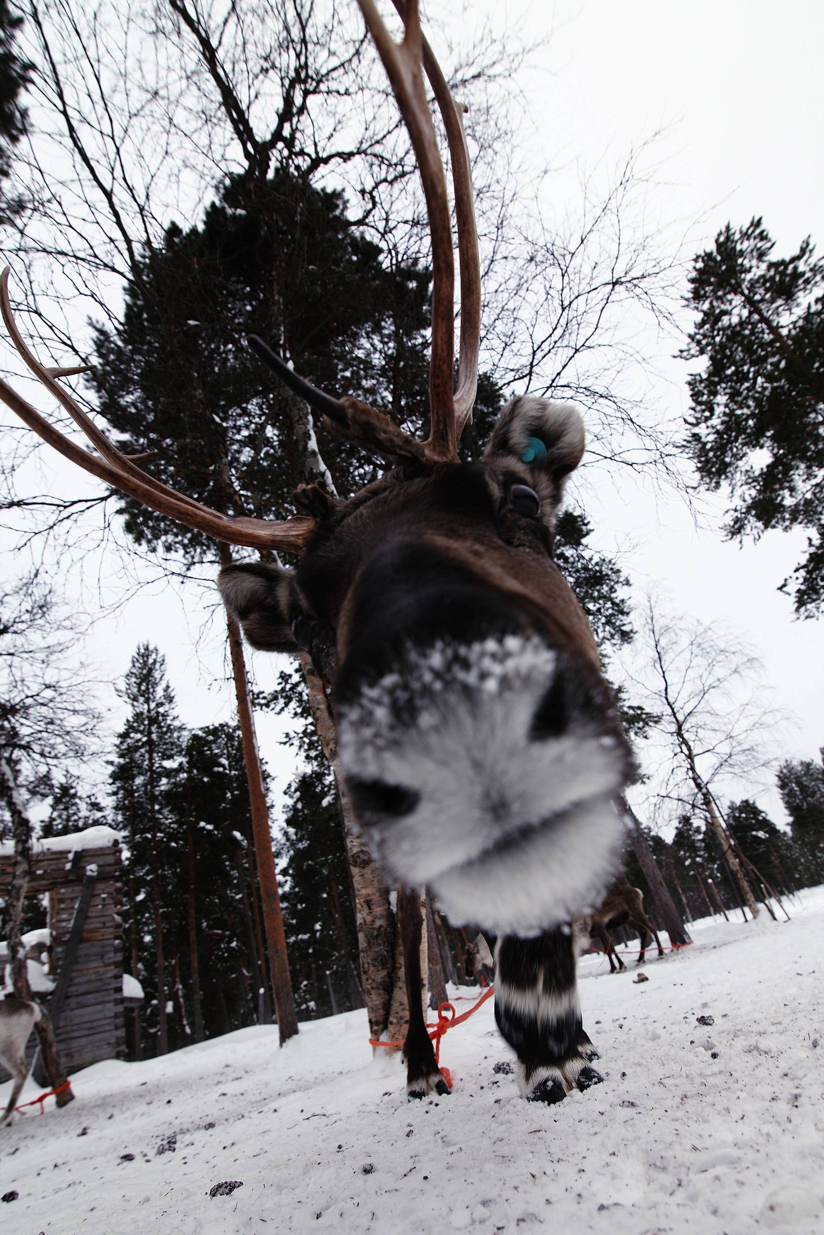 Foto Helsinki e la lapponia
                        finlandese