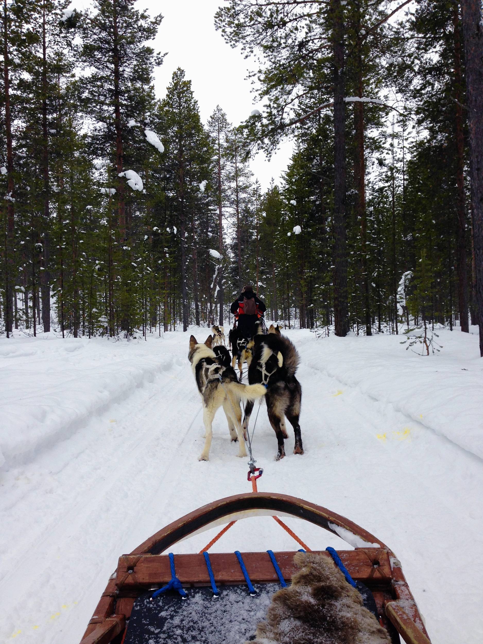 Foto Helsinki e la lapponia
                        finlandese